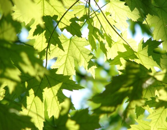 Visit Ljubljana’s green oasis beyond the Old Town